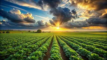 Wall Mural - Sunbeams pierce through dramatic clouds casting a golden glow on a field of lush green crops