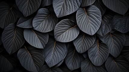 Wall Mural - A clear photo of a close-up of black leaves with a centered white spot on a dark backdrop