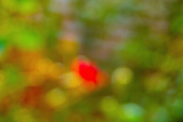 Wall Mural - blurred background with rose plant shrubs in the garden with green leaves, space is flooded with yel