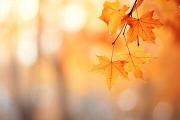 Wall Mural - maple leaves leaf background autumn.