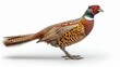 © Arifin Studio - A colorful male pheasant with a long tail standing on a white background, facing the right side of the frame.