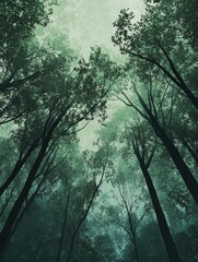 Wall Mural - forest of misty trees in foggy landscape