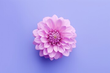 Wall Mural - Clip blossom flower dahlia.