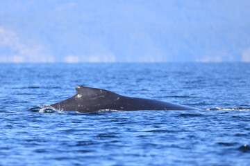 a swimming humpback whale off the coast of Vancouver Island