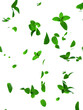 © S_Designs - Mint leaves flying on white background