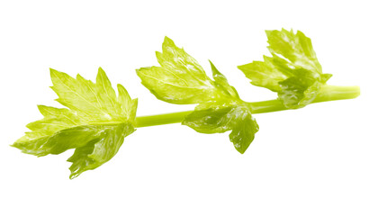 Wall Mural - a close up of a green plant