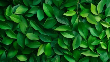 Wall Mural - A vibrant and textured background featuring a close-up of lush green leaves, symbolizing nature, growth, freshness, and serenity.