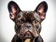 © hapsuwanArt - This enchanting portrait showcases a lovable black French Bulldog on a bright white background, making it an ideal piece for passionate pet aficionados.