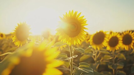Wall Mural - bright sunflower field with golden sun rays streaming through