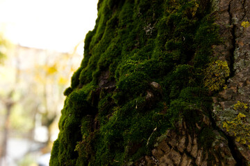 Closeup view of moss growing on tree trunks in the forest on sunny day