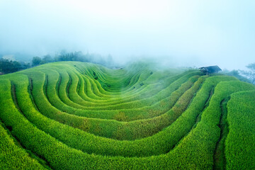 Lush green rice field terraces enveloped in fog during harvest season in countryside at Hoang Su Phi, Vietnam