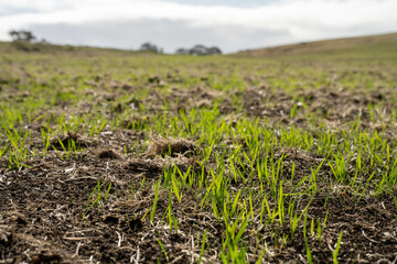 wheat and oat grain food crop growing in a field on a sustainable agricultural farm