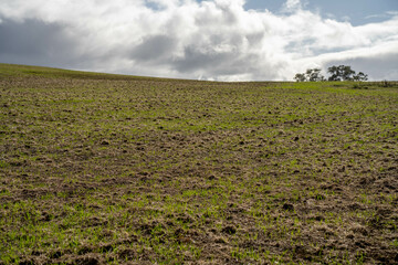 Wall Mural - wheat and oat grain food crop growing in a field on a sustainable agricultural farm