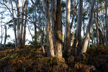 beautiful gum Trees and shrubs in the Australian bush forest. Gumtrees and native plants growing in Australia in spring i