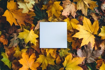 In the form of a flat lay, top view, this composition features maple leaves on square white paper in the autumn.