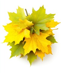 Poster - On a white background is an abstract composition of maple leaves with yellow, orange, red, and burgundy flowers.