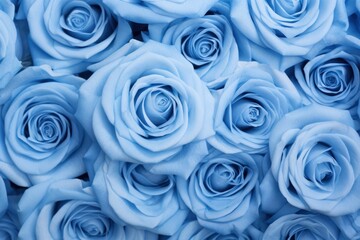 Poster - Blue rose backgrounds flower plant.