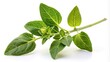 © suchetpong - Green ashwagandha plant twig isolated on white background at a tilted angle
