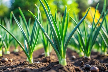 Wall Mural - Green onion leaves growing in the garden