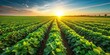 © suchetpong - Green soybean field in warm sunlight