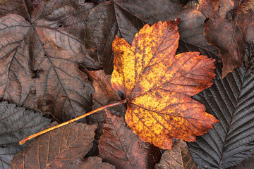 Autumnal Leaves