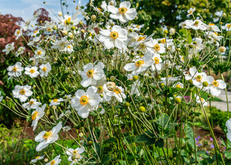 Poster - State Capitol Flowers