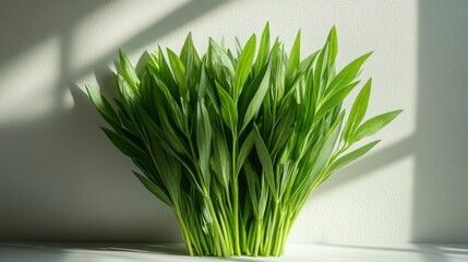 Wall Mural - Green Leaves Bouquet in Sunlight