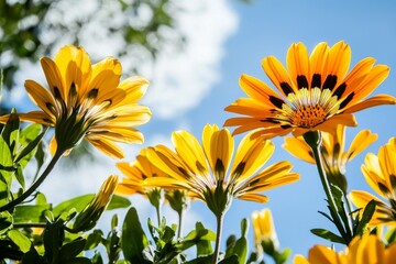 Sticker - Gazania flowers in bright yellow and orange with blue skies in the background