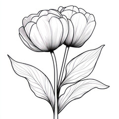 A Tulip, line pattern, black and white artwork style. Coloring book, zoom out, isolated on solid white background