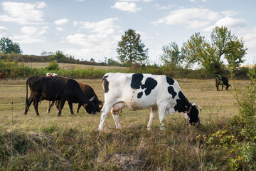 Wall Mural - Black and white cow grazing in the meadow on a sunny day