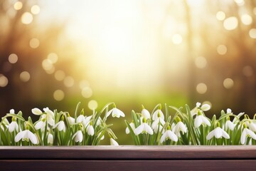 Poster - Sunlight flower snowdrop outdoors.