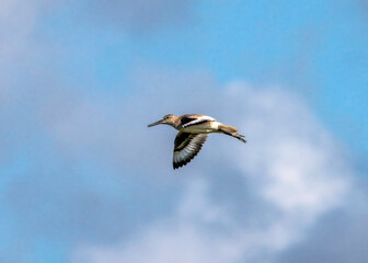 Wall Mural - Willet in flight over Galveston Island State Park