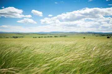 Canvas Print - Grass grass landscape grassland.