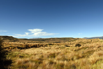 landscape with common Red Tussock Grass (Chionochloa rubra) abounds plenty in the Otago region grasslands, South Island, New Zealand