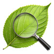 © stockpro - Magnifying glass over green leaf, isolated on transparent or white background.