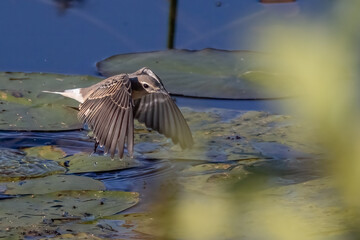 northern wheatear