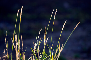 grass in the wind, medelpad,bergafjärden.sverige,sweden,norrland,mats,summer