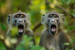 © Jacek - A pair of baboons with surprised expressions.