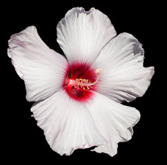 Isolated hibiscus bloom