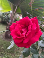 Red Rose