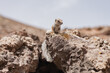 © ADDICTIVE STOCK - Alert squirrel on rocky terrain under cloudy skies