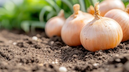 Several onions lie on rich dark soil with blurred greenery in the background, portraying freshness and root vegetables in their natural environment, ripe for harvest.