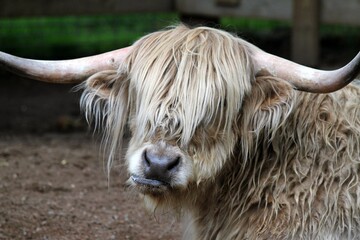 Scottish highland cow