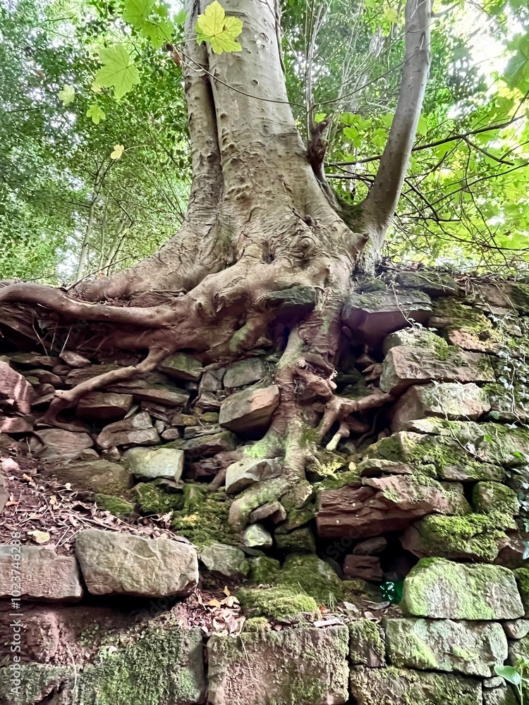 Tree Roots Collapsed Wall Стоковое фото «Tree roots exposed behind a fallen stone wall, where the ...