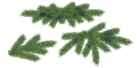 Christmas tree branches, realistic spruce twigs. Vector illustration.