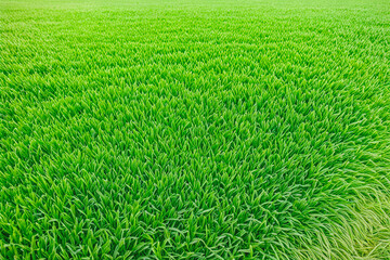 A vast, thriving green grass field displaying uniform blades of grass stretching into the horizon. The lush, healthy lawn symbolizes growth and natural beauty. Generative AI