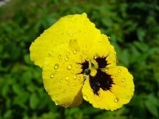 Fresh yellow flower Garden pansy with water drops on green  background - close up shot. Topics: beauty of nature, blooming, spring, summer, season, natural environment