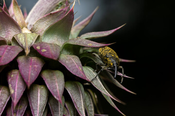 The weevil beetle hides in the petals