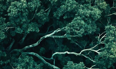 A close up of green trees with many branches