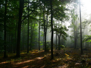 Creepy mysterious green foggy forest during autumn day with forest road and green foliage . Mystique  relaxing  nature, creepy gloomy mood, fog. Czech republic, Europe.